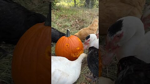 How We Carve A Pumpkin 🎃 On The Farm @SippinandSpillin #pumpkincarving #chickens #duck