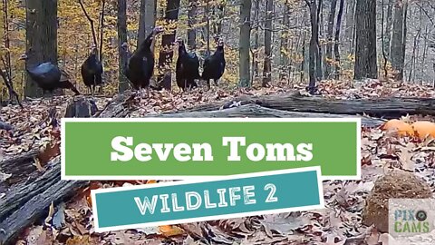 Group of 7 Toms at Wildlife Cam 2