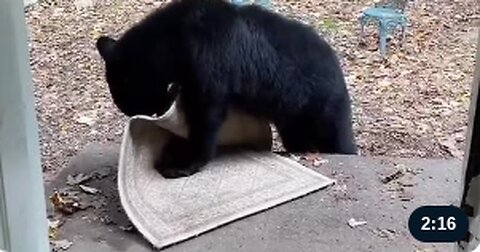 Bear Cub Swipes A Rug