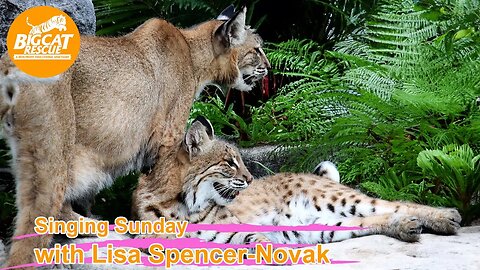 It’s time for Singing Sunday! Come along as Lisa sings to Max and MaryAnn bobcats! 10 08 2023