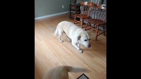 Pupper Does Happy Dance