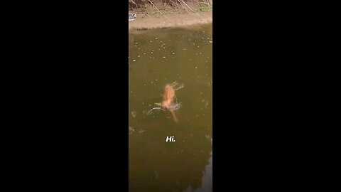 Baby Deer Swims To Resuce