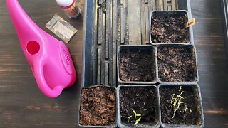 How to Start Seedlings: Bulk Method