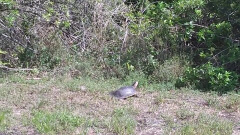 Alligator Soft Shelled Turtle, 3'+ shell