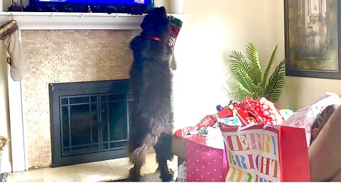 Huge Newfie Knows It’s Time To Get His Christmas Stocking