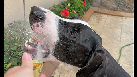 Funny Great Dane Loves To Help Water The Plants & The Pool