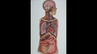 Human Anatomy Jigsaw Puzzle Time Lapse