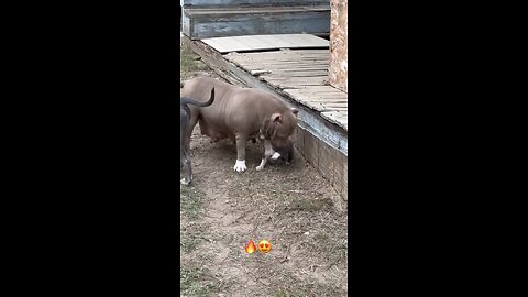 blue pitbull puppy playing with mom and dad