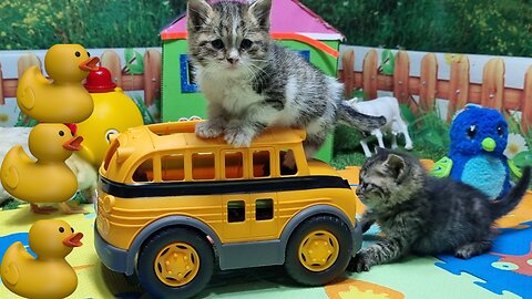 Lovely baby kittens funny time ♥️