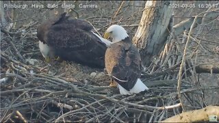 Hays Eagles Dad brings Mom a fish in the nest 2021 03 03 16:25
