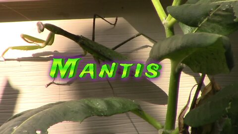 Giant Praying Mantis 🌻