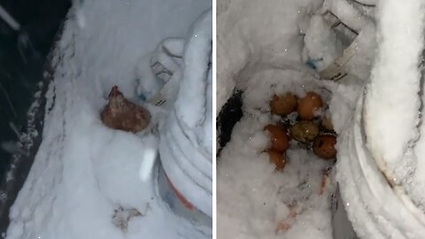 Persistent chicken lays on her eggs despite snowstorm