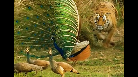 “Primal Clash: Tiger vs. Peacock in the Wild”