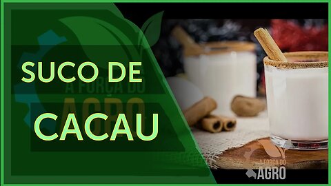 Antes de virar barra de chocolate, o cacau era consumido como bebida