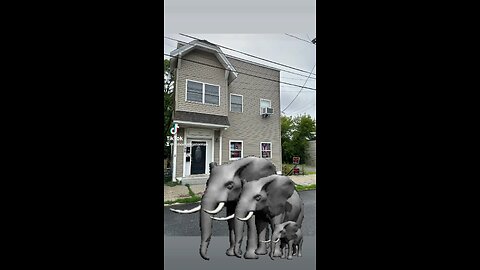 Order online family African 🌍 wild Elephants just re·al·ize no fix my house in cohoes N.Y. 🏡 door 🚪