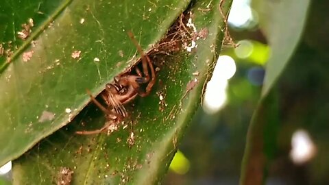 La araña en el Tangerino