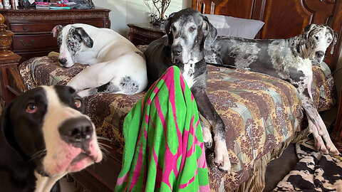 3 Funny Great Danes Don't Want To Share The Bed With A 4th or 5th Dog