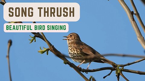 Song Thrush Singing and Sounds - Best Bird Song - BirdSongUniverse