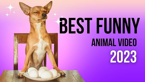 2023's Ultimate Top 10 Dog Barking Videos Compilation: Hilarious and Heartwarming Canine Serenades!