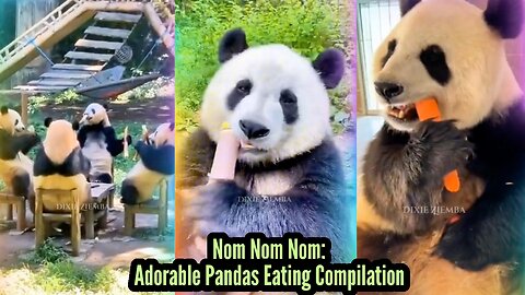 Nom Nom Nom: Adorable Pandas Eating Compilation