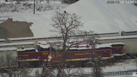 Hays Eagle in a tree over train yard 2020 12 19 303pm