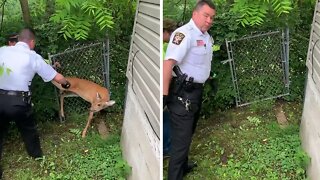Police rescue deer stuck in a fence