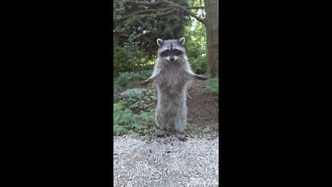 Racoon Saying Hi