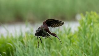 Anahuac Ibis 2023 04 18