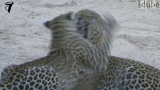 Female Leopard Angrily Smacks The Territorial Male