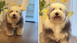 Adorable English Sheepdog Steals The Spotlight With Her Cuteness