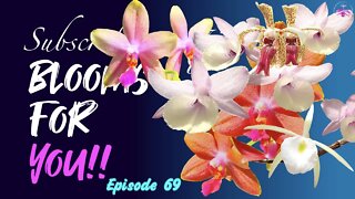SUBSCRIBERS INSPIRE| You color my life | Blooms for YOU! Episode 69 🌸🌺🌼💐#Orchids #OrchidsinBloom