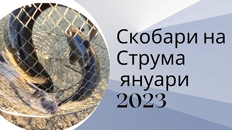 Скобари по Струма Януари 2023 - Nase at Struma Jan23