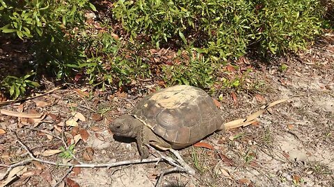 Gopher Tortoise - Crystal River, Florida