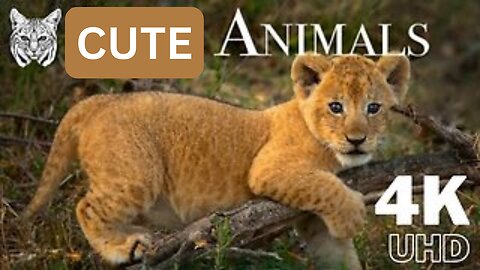 Cute Animals With Natural Sound -4K HD