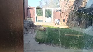 Polar Bear(male) in Ueno Park Zoo