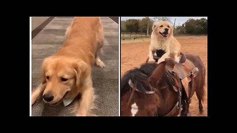 cute animal play together on ground #shorts #dogs #ShikyFAV