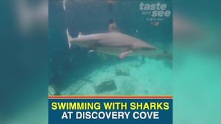 You can now swim with sharks at Discovery Cove