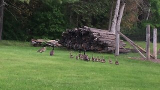 Canada Geese Goslings in my backyard June 5, 2021