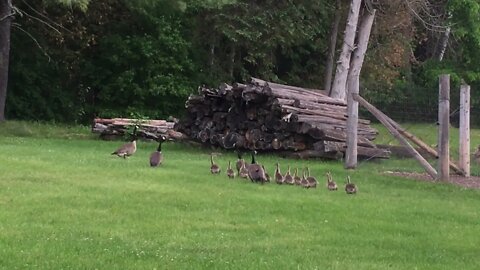 Canada Geese Goslings in my backyard June 5, 2021