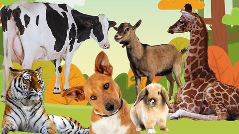 Funny Farm animal moments: Dog, Cow, Goat, Giraffe, Rabbit, Horse, Pig, Duck, Sheep - animal sounds
