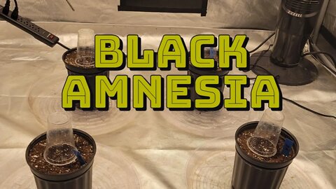 Black Amnesia #MarsHydro #TSW2000 #RootedLeaf