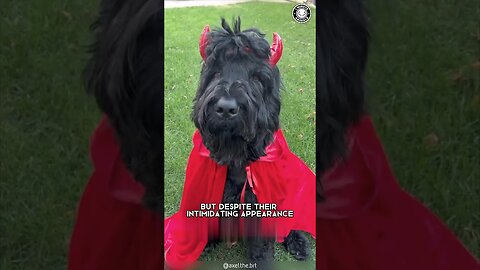 Black Russian Terrier 🐾 Why They're Not for Beginners!