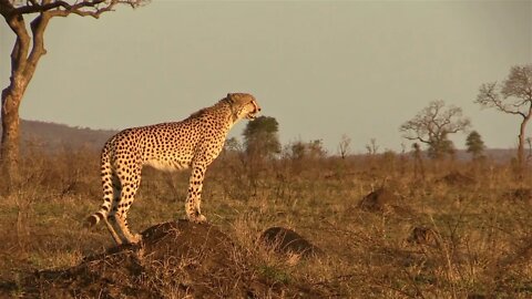 What Sounds Do Cheetahs Make? Male Cheetah Chirps & Stutters