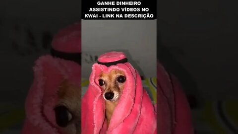 o cachorro mais rico do mundo