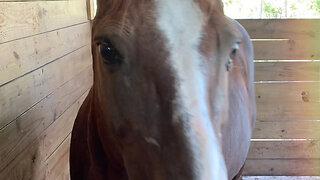 Our Farrier Came Over to Work on Our Horses