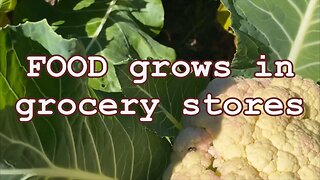 FOOD grows in grocery stores
