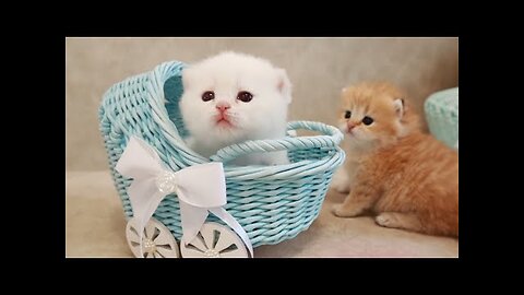 Cute little cat 😺 animals 2023 video catvideos