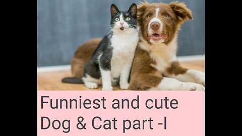 funniest Cat & Dog Video #funny #cat #dog