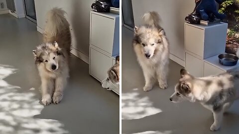 Malamute pups melodiously 'awoo' alongside mom's song