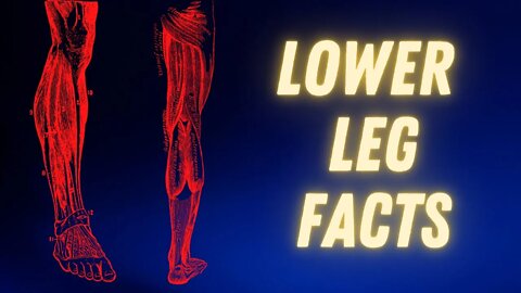 The three main muscle groups of the lower leg | Facts about Soleus Gastrocnemius Tibialis Anterior
